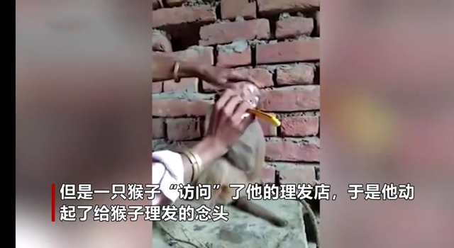 理发师没有顾客给猴子理发 猴子：你这属于强迫消费