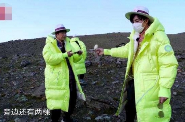 《极限挑战》采摘珍稀植物？东方卫视道歉被指不诚恳