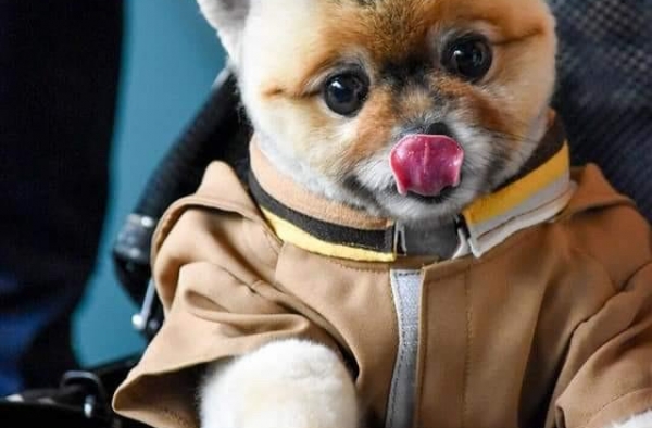 嗯，myboo，我服你
