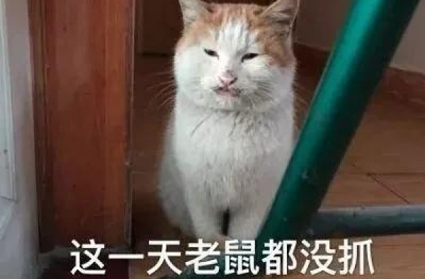 韩国顶级女星do脸，do成了张雨绮第二？也太恐怖了…