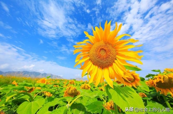 向阳而生这部剧发人深省