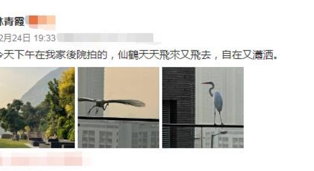 林青霞11亿豪宅曝光，占地五千平堪比度假村，环境好到引来仙鹤