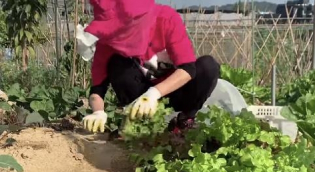 48岁郑秀文田间干活，橘发红衣成最靓农妇，为防晒面部毫无缝隙